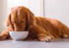 best dog food for skin allergies