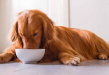 best dog food for skin allergies