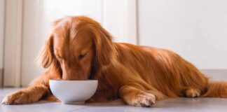 best dog food for skin allergies