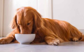best dog food for skin allergies