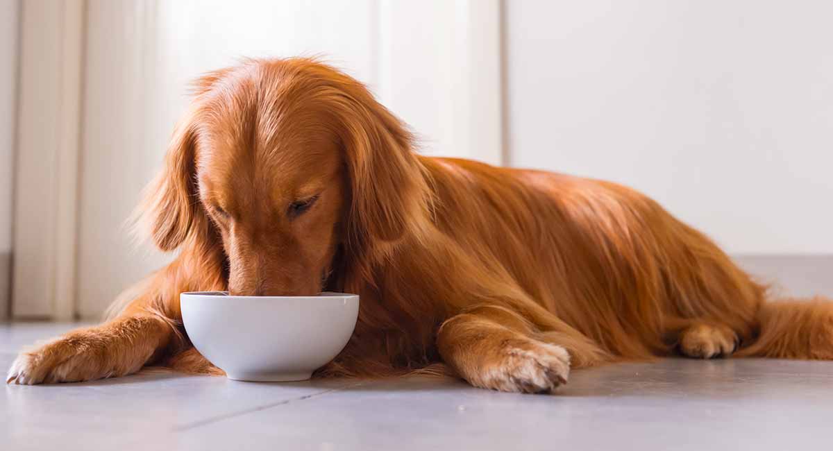 a dog food that is good for allergies