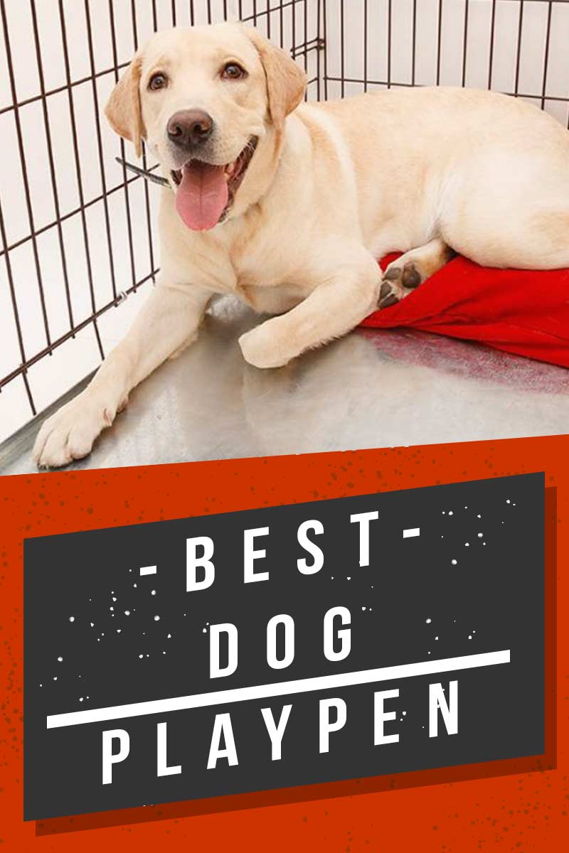 Best dog playpen - Great products for your dog.