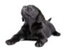 Black dog names