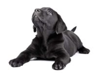 Black dog names