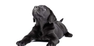 Black dog names