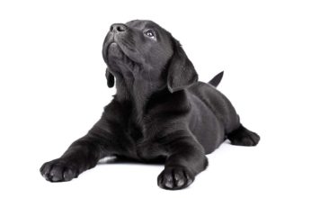 Black dog names