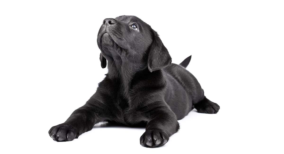 jet black labrador