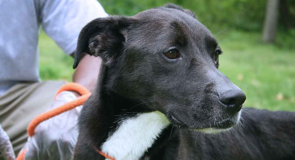 Border Collie - Price, Temperament, Life span