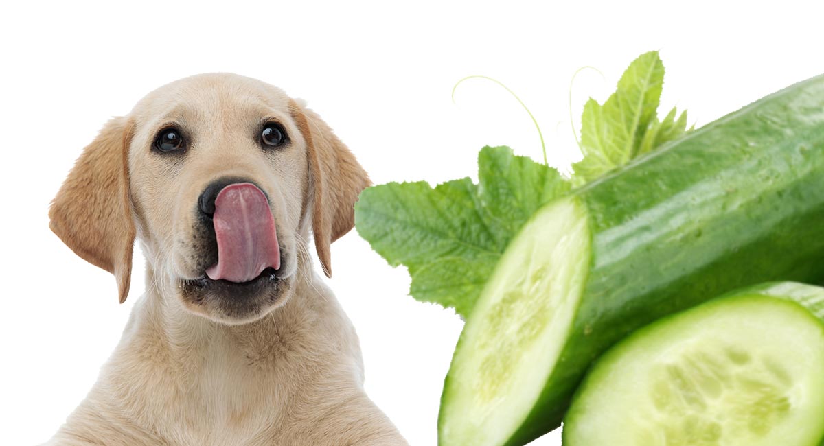 can puppies eat cucumber
