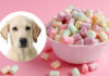 can dogs eat marshmallows