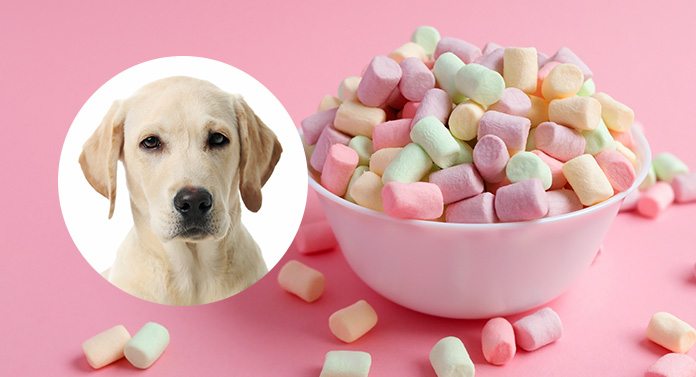 is it ok to give dogs marshmallows