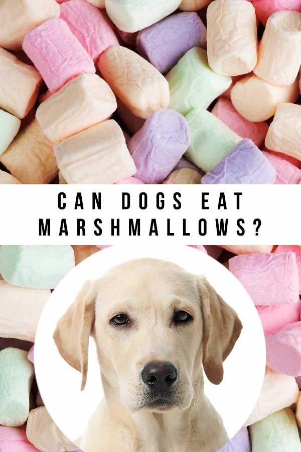 is it ok to give dogs marshmallows