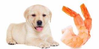 Can dogs eat shrimp