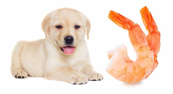 Can Dogs Eat Shrimp Safely When It's Cooked, Shelled, Or Raw?