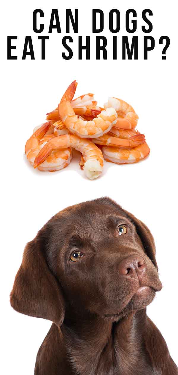 can dogs eat shrimp