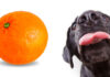 can dogs eat tangerines