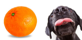 can dogs eat tangerines