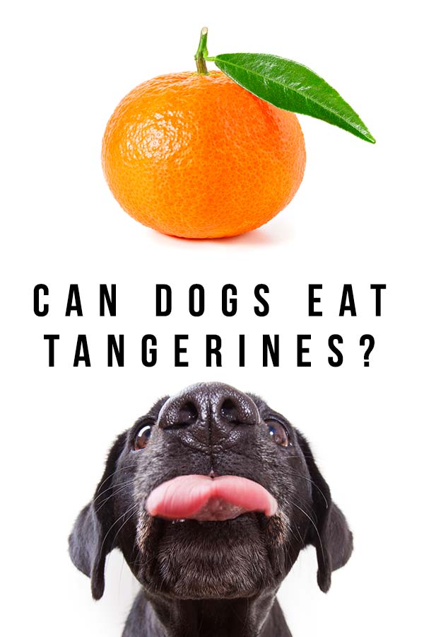 can dogs have tangerines