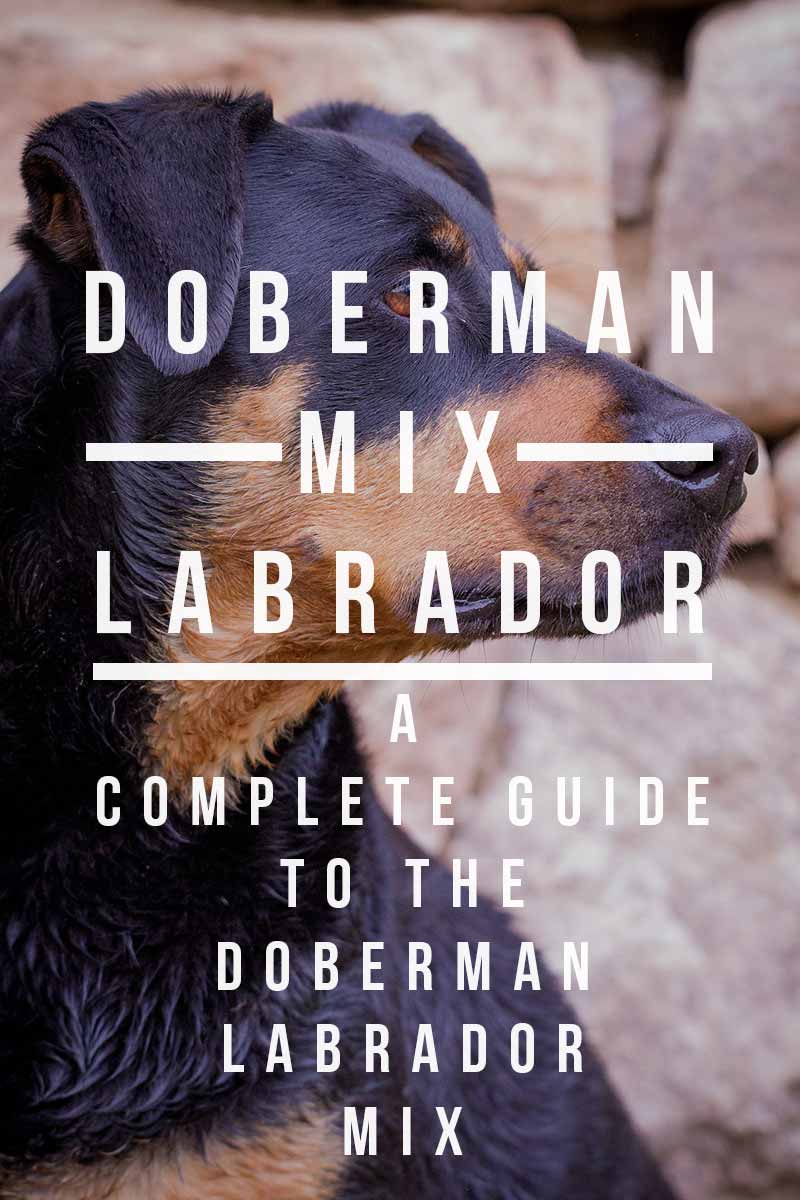 Doberman Lab Mix - A Complete Guide To The Doberman Lab Mix