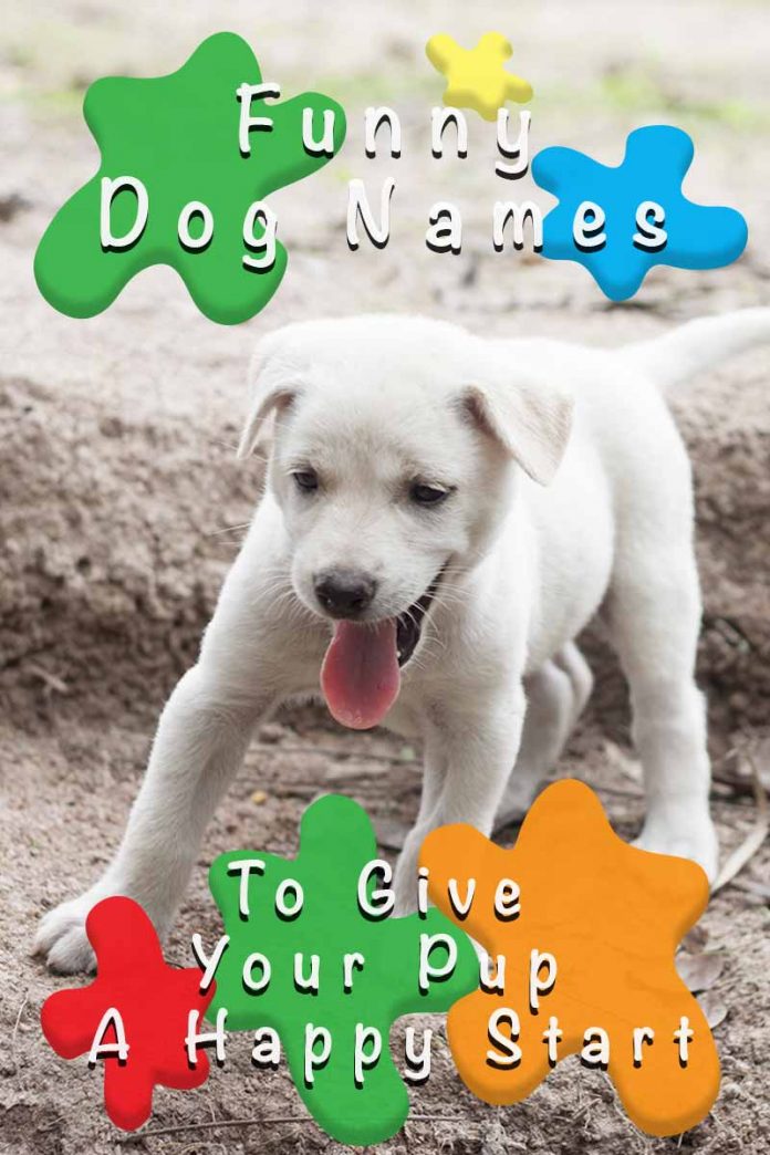 Funny Dog Names To Give Your Pup A Happy Start