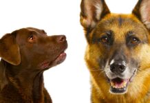 German Shepherd Lab Mix - A Complete Guide to the Sheprador
