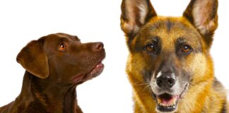 German Shepherd Lab Mix - A Complete Guide to the Sheprador