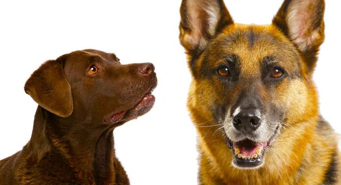 German Shepherd Lab Mix - En komplet guide til Sheprador