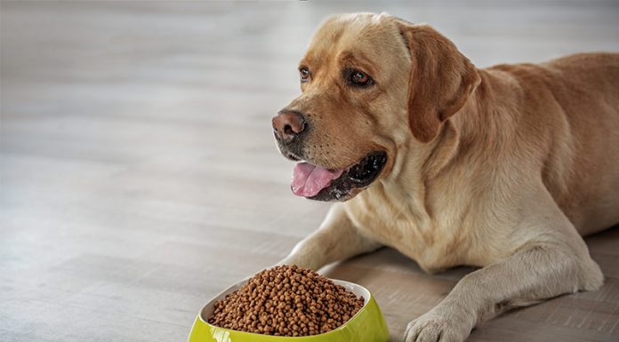 best food for skin allergies 2017 page 5 of 46 the labrador site best food for skin allergies 2017 page 5 of 46 the labrador site
