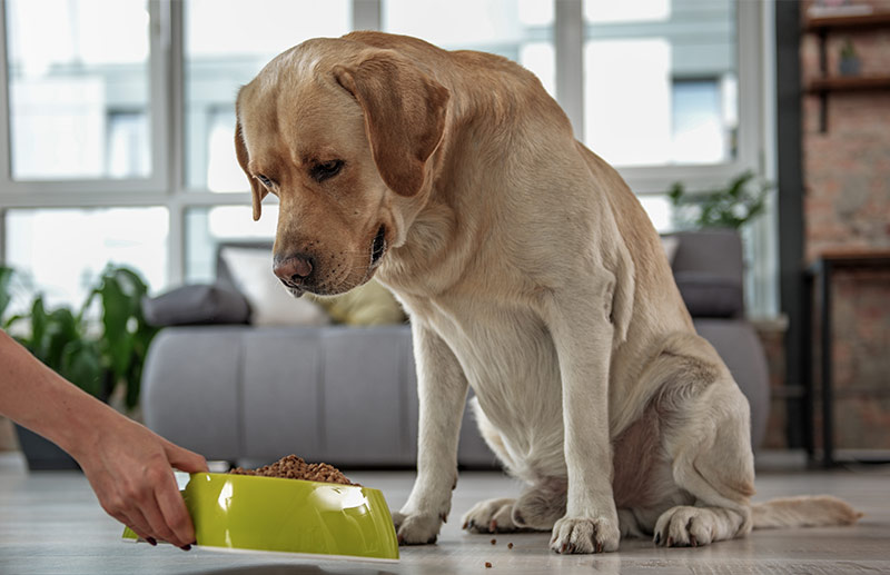 dog food for labs with allergies