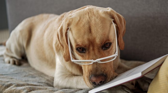 can dogs eat almonds page 4 of 45 the labrador site can dogs eat almonds page 4 of 45 the labrador site