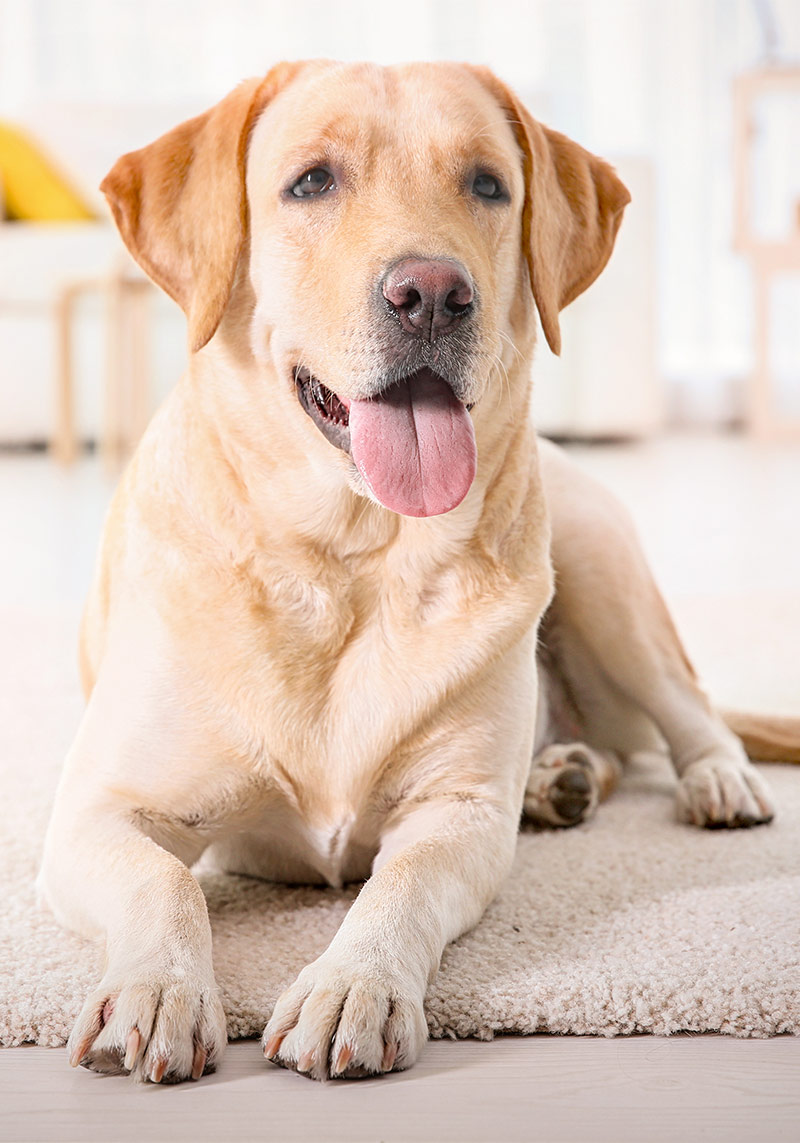 gold labradors