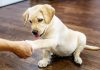 best treats for puppies