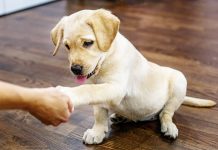 best treats for puppies