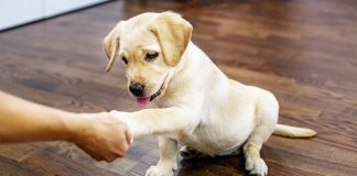 best treats for puppies