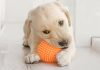 best chew toys for puppies