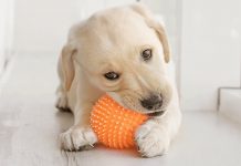best chew toys for puppies