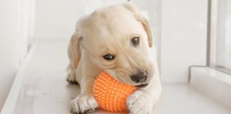 best chew toys for puppies