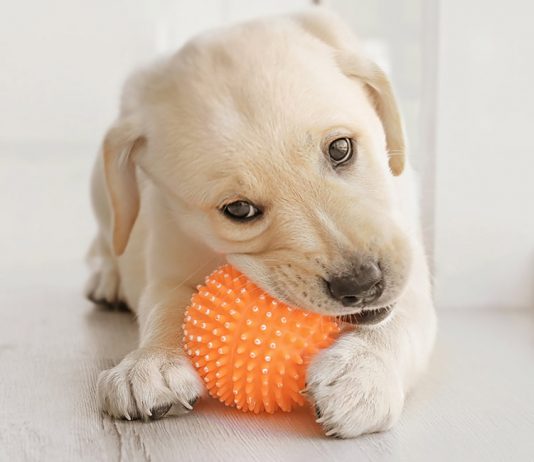 best chew toys for puppies