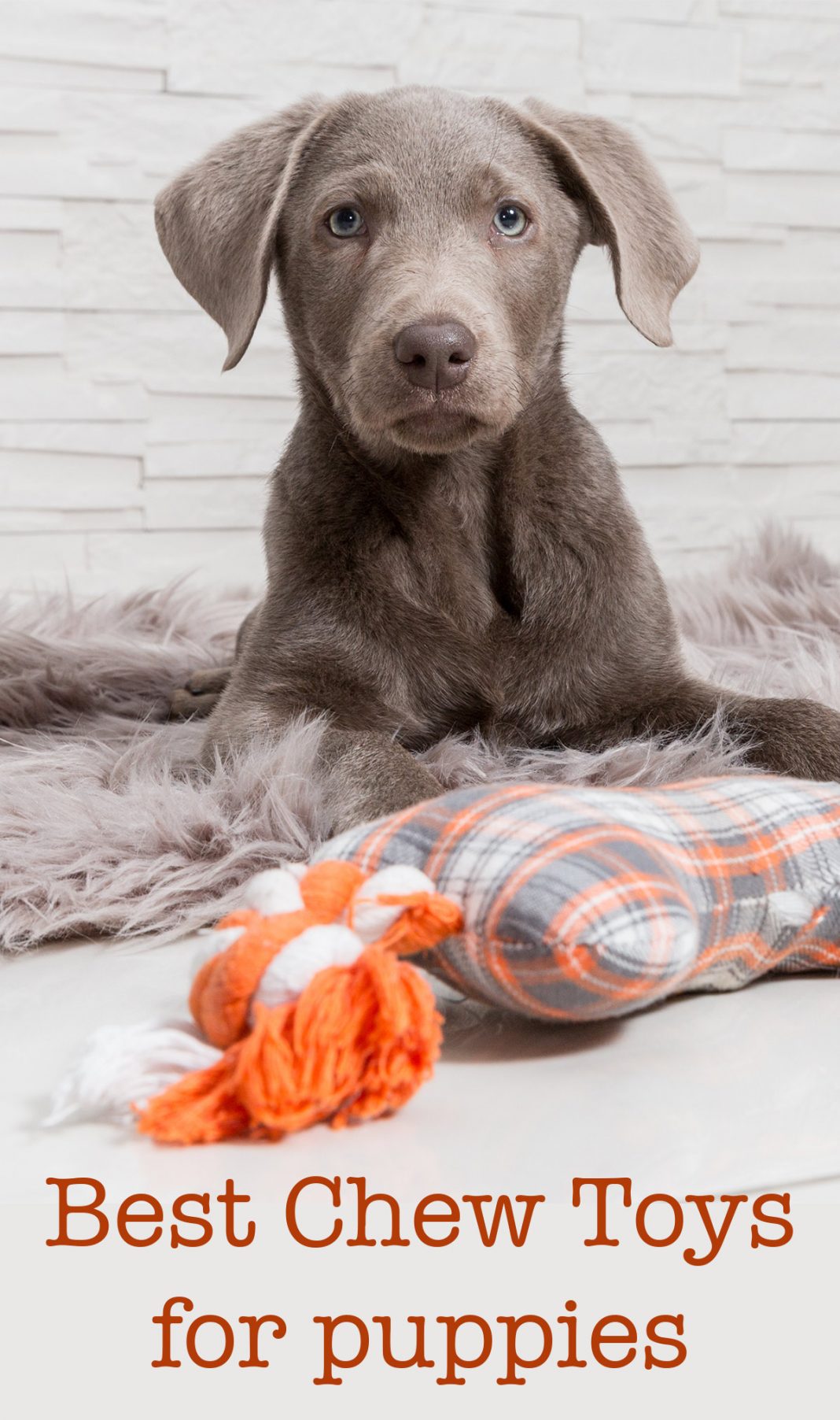 best chew toys for american bully puppy