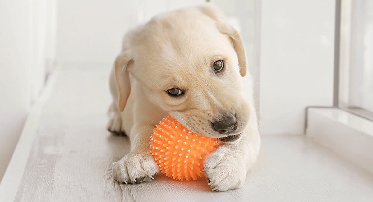 Puppy mastigando uma bola
