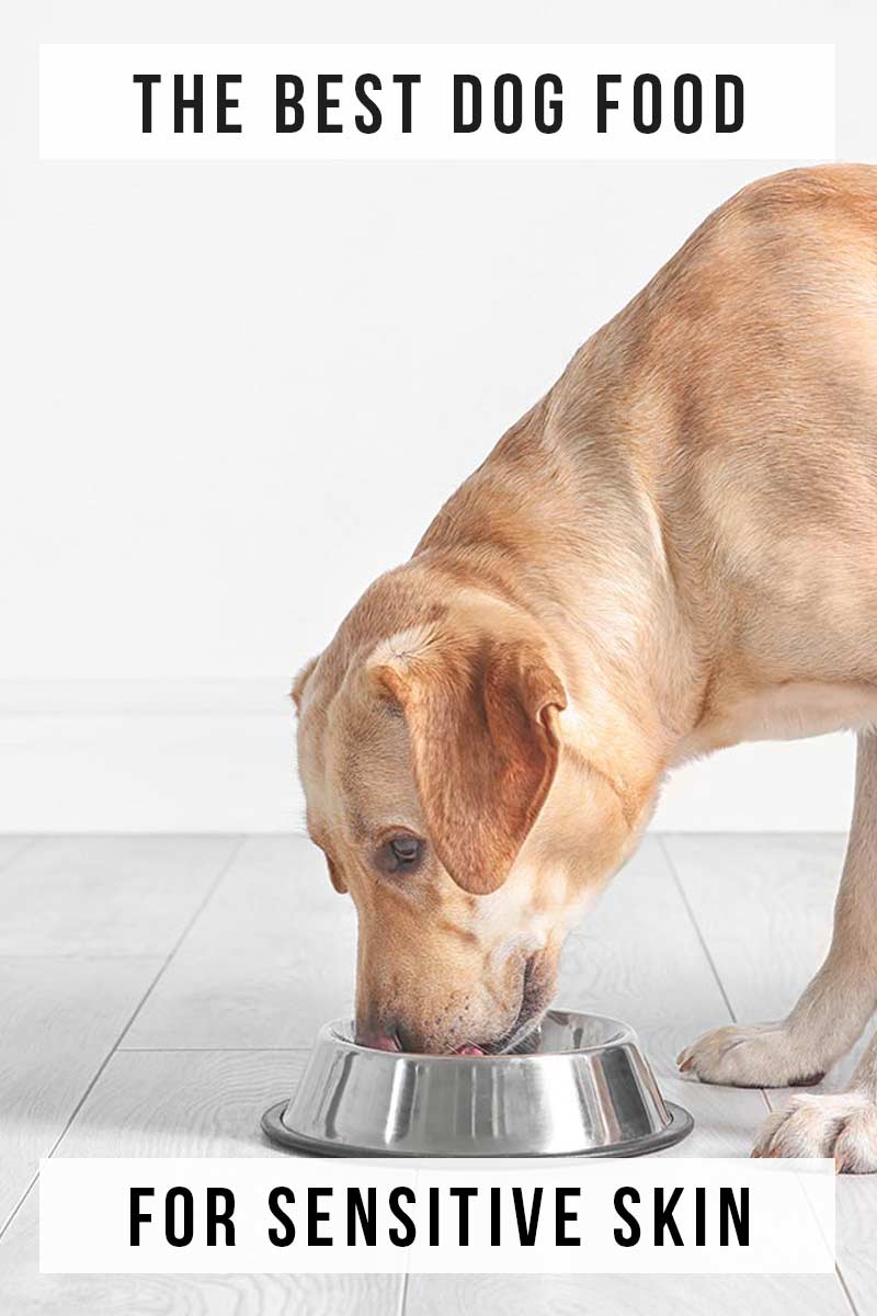 wet dog food for sensitive skin