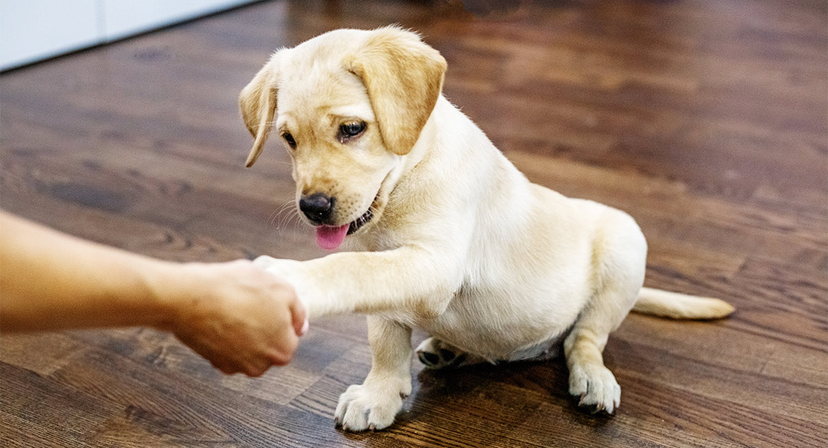 healthiest puppy treats