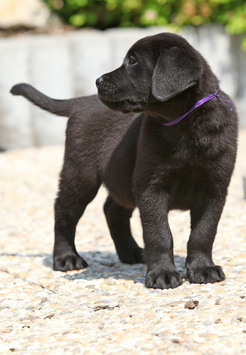 Black Dog Names Over 200 Inspiring Ideas For Naming Your Pup