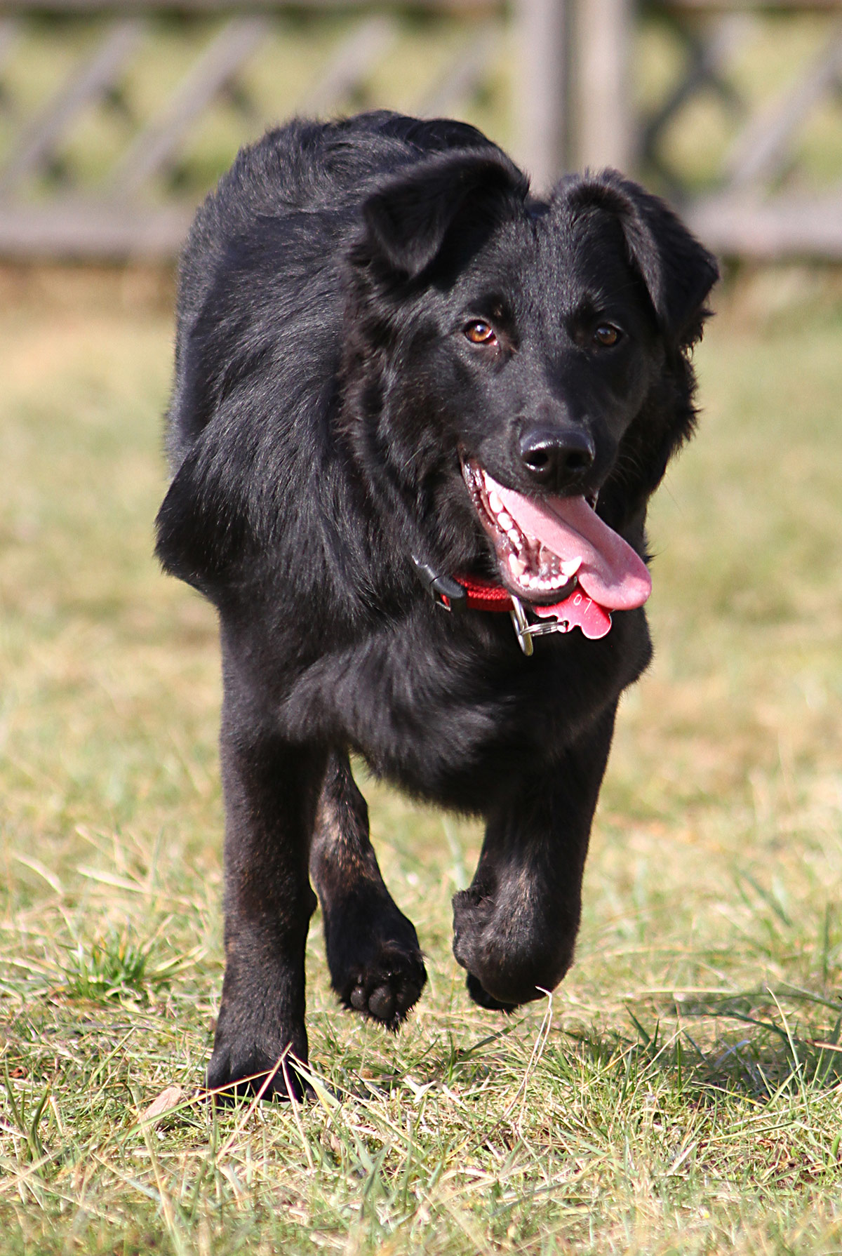 black lab and border collie mix puppy