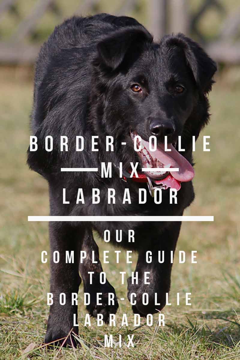 Border-Collie Labrador mix - Our Complete Guide To The Border-Collie Labrador Mix
