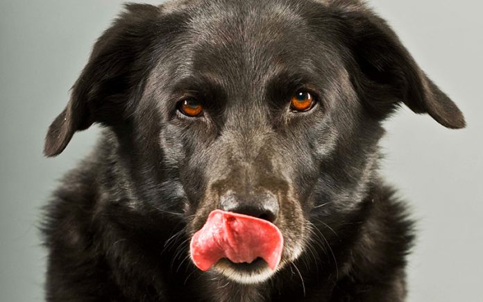 Border Collie Lab Mix A Guide To The Energetic Borador