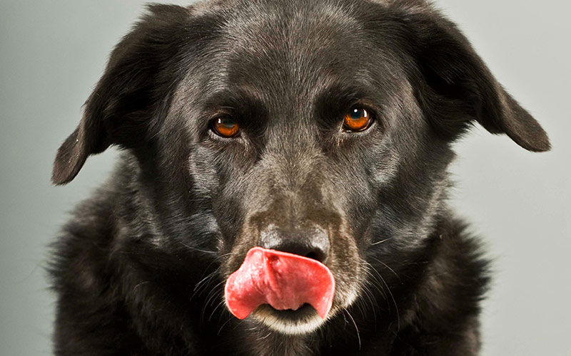 black labrador border collie mix