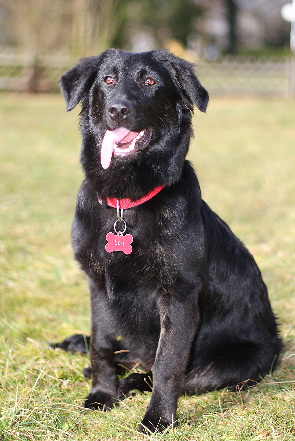 black lab and border collie mix puppy