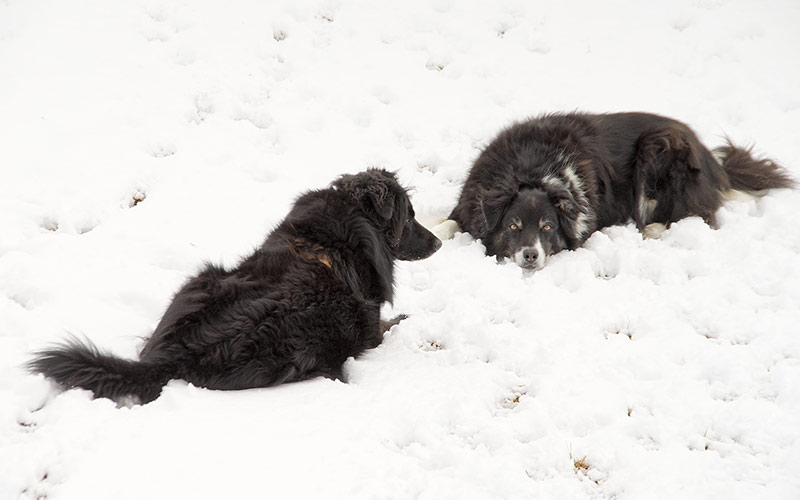 two border collie lab mixes