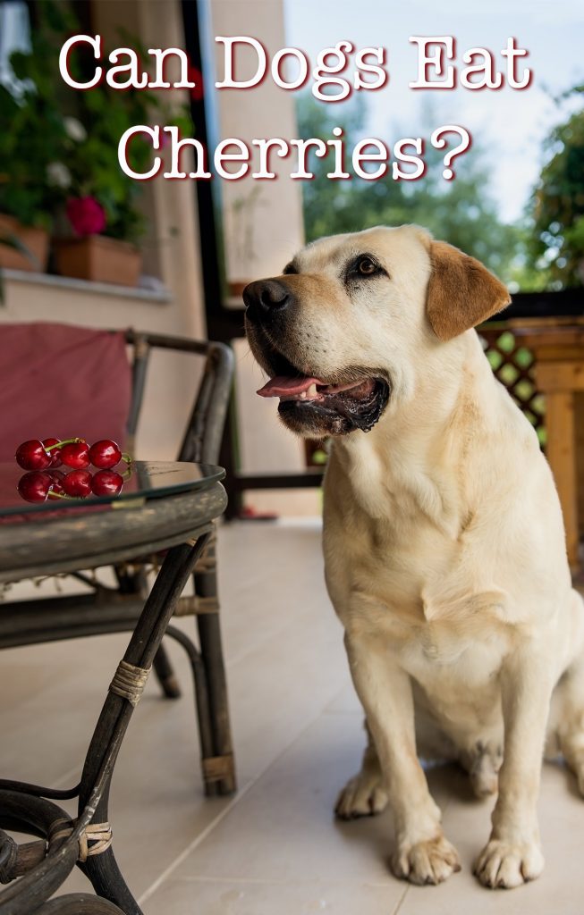Can Dogs Eat Cherries Is It Safe To Share This Fruit with Your Dog?